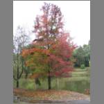 It's because April is fall (sorry, AUTUMN) season Down Under. Here's proof: autumn tree.
