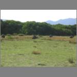 Emu ostriches eating their breakfast