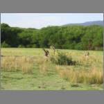 Several kangaroos, hopping about next to the emus