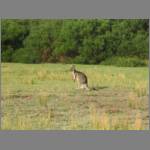 Closeup of a 'roo (we didn't dare approach further)