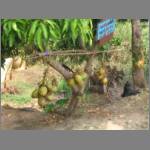 Unripe coconut water is plentiful