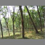 Rubber trees are common in Kerala