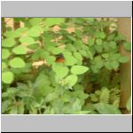 Butterfly on a leaf