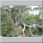 Spanish moss on the trees