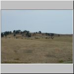 Impressive herd of bison