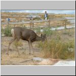 A tame deer called "whisper"